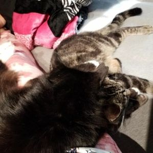 Meet your Posher, Lisa